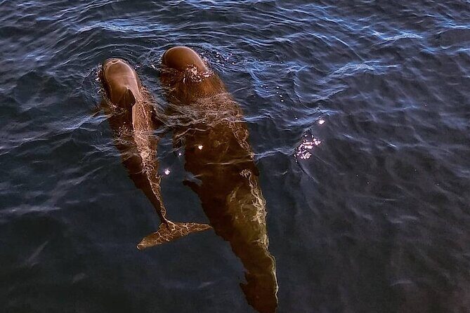 Small Group Boat Whale and Dolphin Watching Tour - An In-Depth Look at the Whale and Dolphin Tour