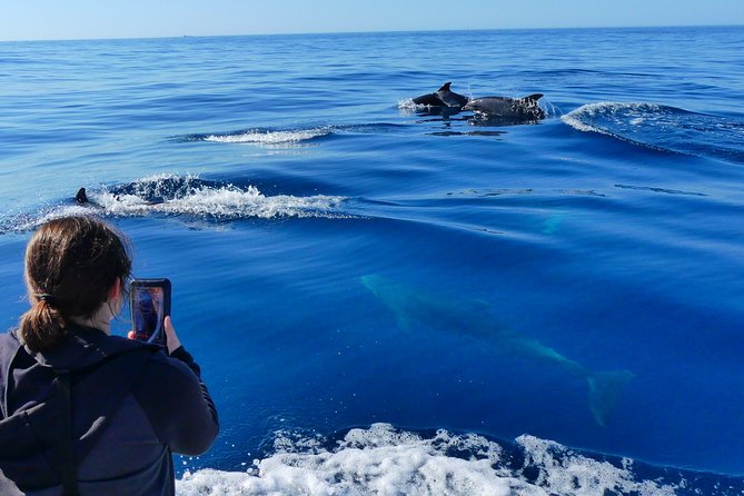 Small Group Dolphin and Wildlife Watching Tour in Faro - Meeting and End Point Details