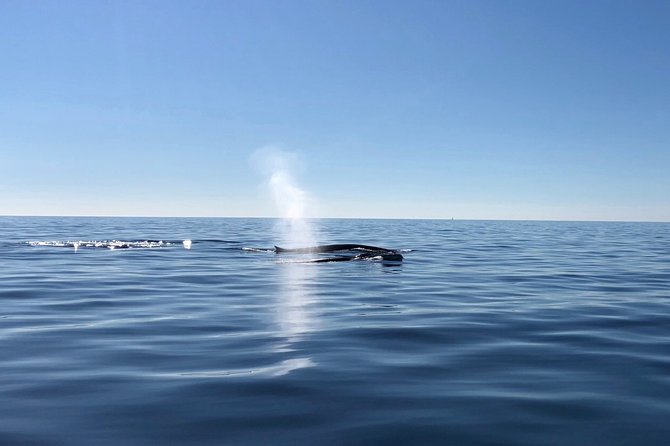 Small Group Dolphin and Wildlife Watching Tour in Faro - Tour Accessibility and Restrictions