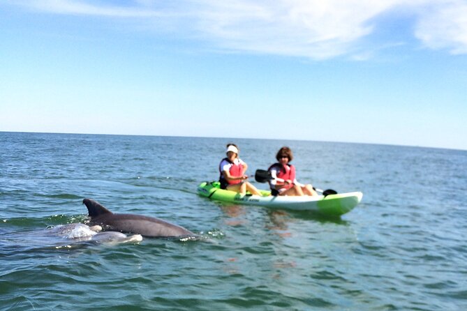 Small Group Dolphin Kayak Eco-Tour - Tour Experience Feedback