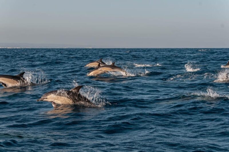 (Small Group) Dolphin & Marine Wildlife Watching Tour - Key Points