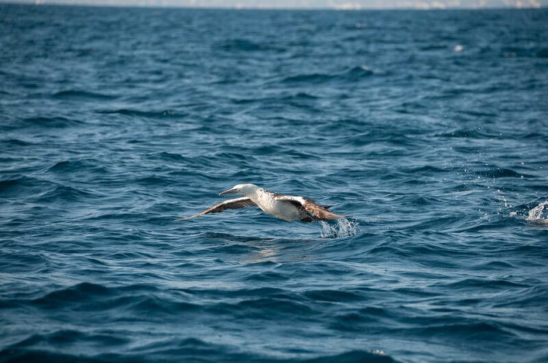 (Small Group) Dolphin & Marine Wildlife Watching Tour - The Detailed Itinerary