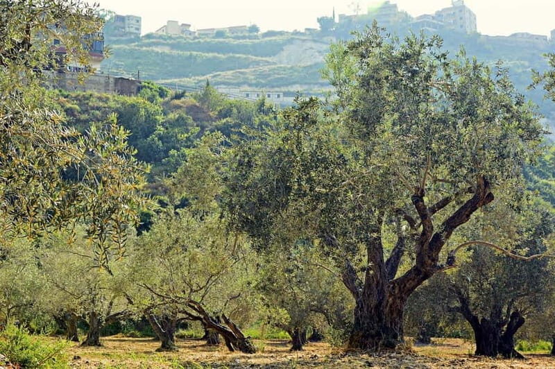 Small group- Exclusive Olive Oil & Wine Tour Mallorca - Introduction