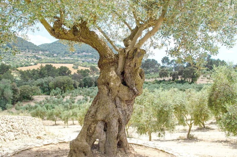 Small group- Exclusive Olive Oil & Wine Tour Mallorca - The Experience in Practice