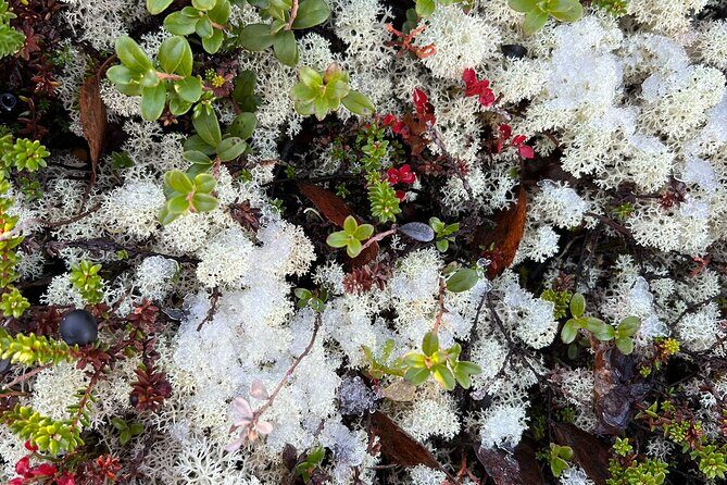 Small Group Fishing, Lunch& Reindeer Farm Visit in the Wilderness - The Sum Up