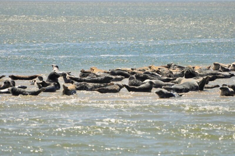 Small Group Full Day Island Tour to Texel From Amsterdam - Pricing and Booking Details