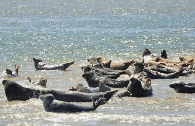 Small Group Full Day Island Tour to Texel From Amsterdam - What to Expect on Texel