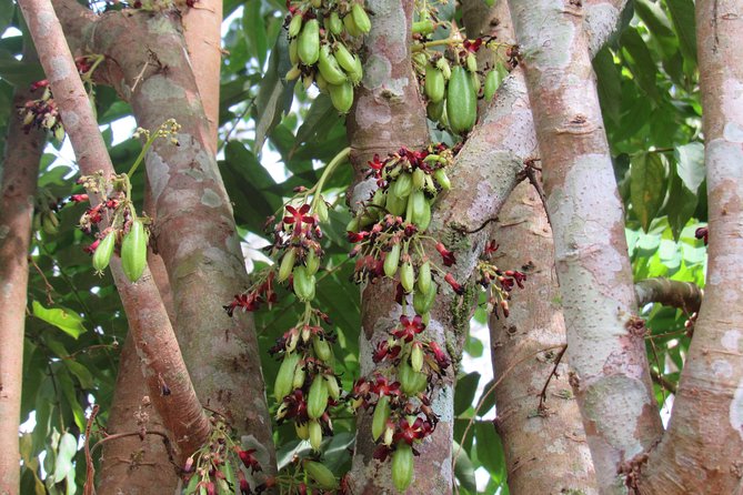 Small-Group Full-Day Khao Sok Nature Tour From Khao Lak - Inclusions and Exclusions