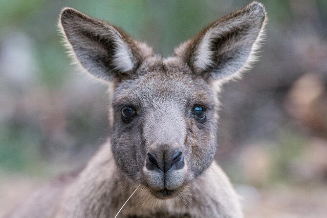 Small-Group Grampians Great Wildlife Escape Day Trip with Hiking - Who Is This Tour Perfect For?