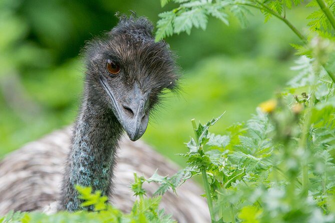 Small-Group Grampians Great Wildlife Escape Day Trip with Hiking - Cultural Insights at Brambuk