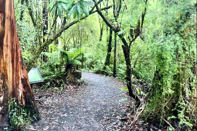 Small group Great Ocean Road Reverse & Wildlife spotting - Who This Tour Is Best For