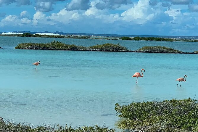 Small-Group Guided North & South Tour of Bonaire With Pick up - Transportation and Pickup Details