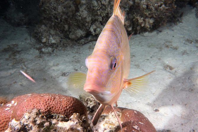 Small Group Guided Shore Dives in St. Andrews State Park, Florida - Traveler Suitability Requirements