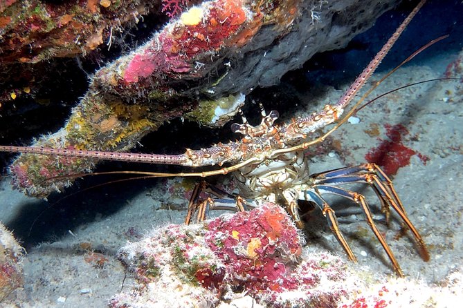 Small Group Guided Shore Dives in St. Andrews State Park, Florida - Safety Considerations and Precautions