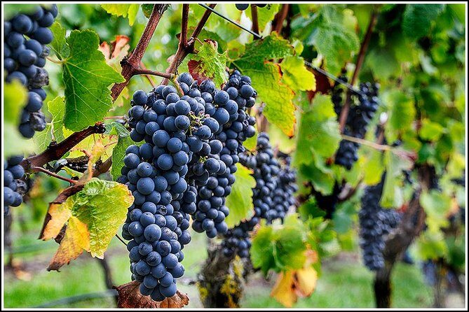 Small Group - Half-Day Hawke's Bay Winery Tour - An In-Depth Look at the Hawke’s Bay Winery Tour