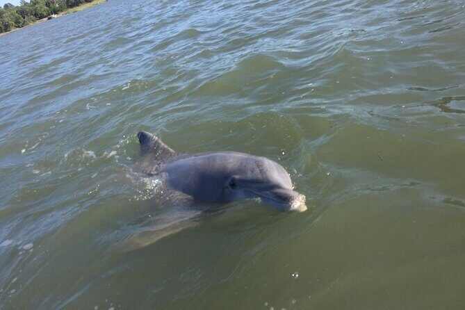 Small Group Hilton Head Morning Dolphin and Donut Cruise - What to Expect on the Tour