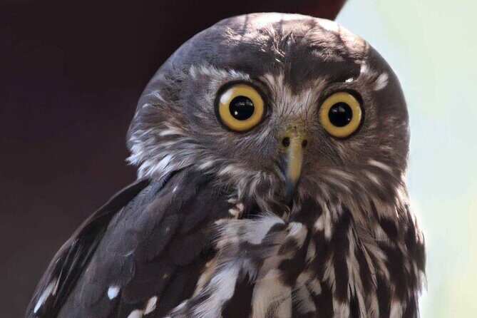 Small Group Kangaroo Island Evening and Night Tour - Introduction: What’s This Night Tour All About?