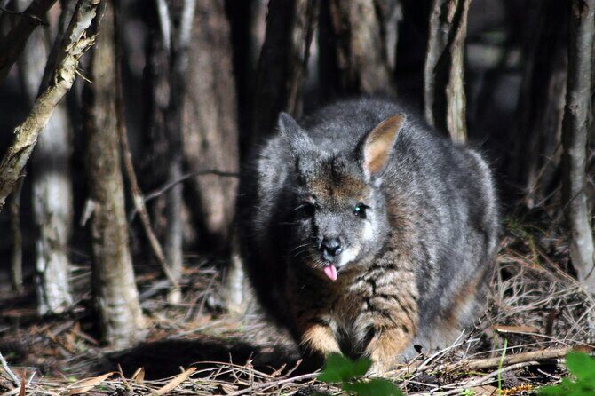 Small Group Kangaroo Island Evening and Night Tour - FAQs