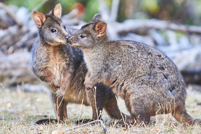 Small Group Luxe Bus Great Ocean Road Coastal Spectacular Tour - FAQs