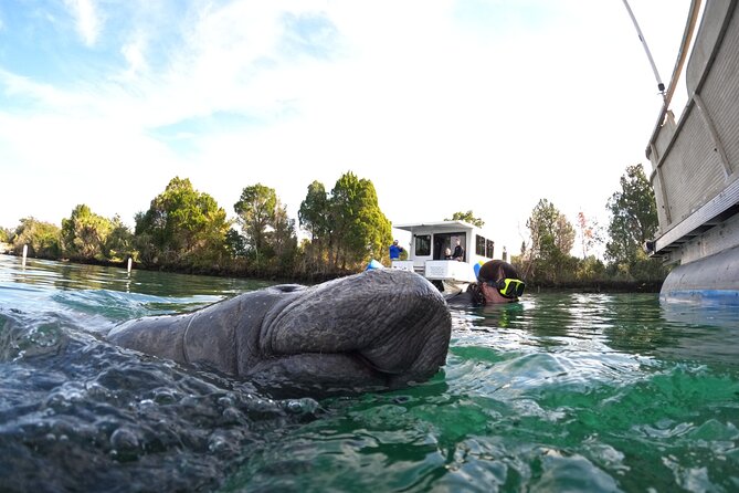 Small Group Manatee Swim Tour With In Water Guide - Meeting and Pickup Information