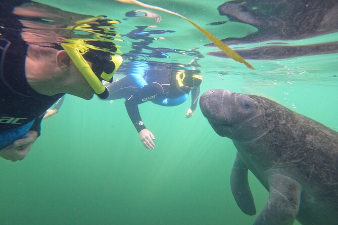 Small Group Manatee Swim Tour With In Water Guide - Additional Tour Information