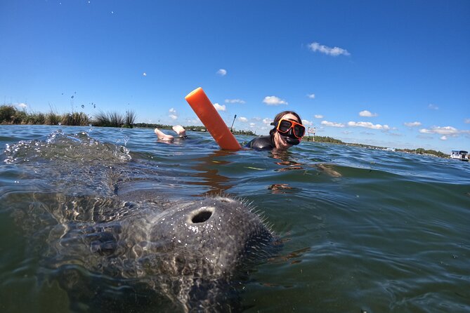 Small Group Manatee Swim Tour With In Water Guide - Customer Reviews