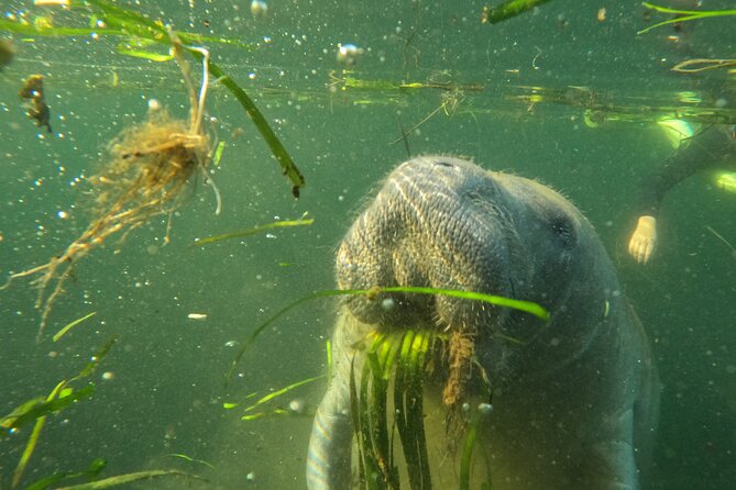 Small Group Manatee Swim Tour With In Water Guide - Pricing and Booking Details