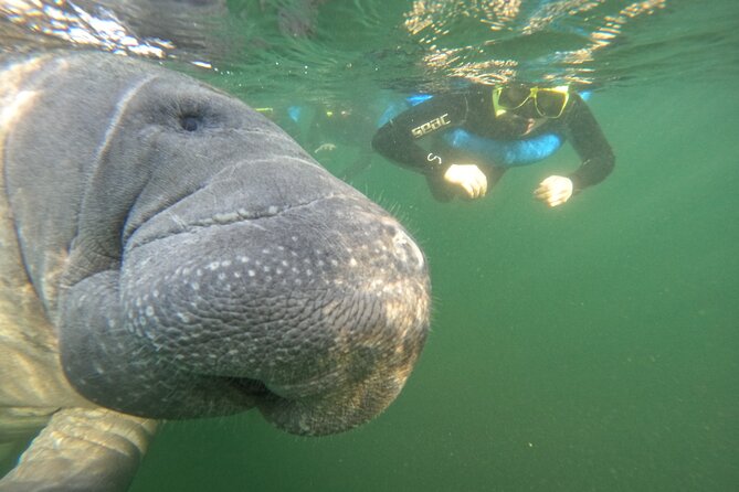 Small Group Manatee Swim Tour With In Water Guide - Weather Considerations