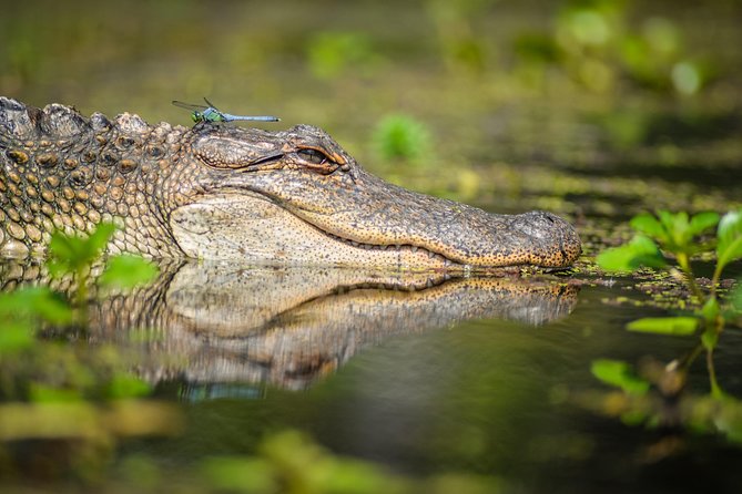 Small-Group Manchac Swamp Kayak Tour With Local Guide - What To Expect