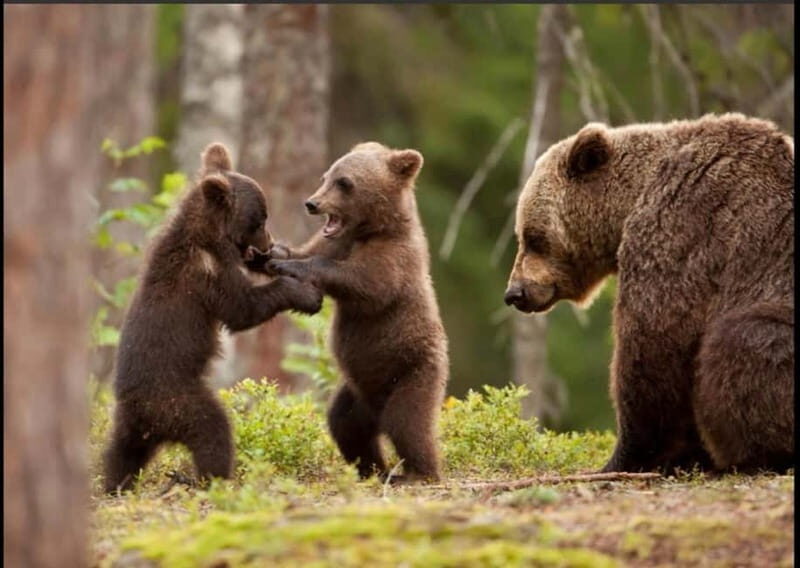 Small group - max 7 pax -Wild Bears Safari on Transfgran - Key Points