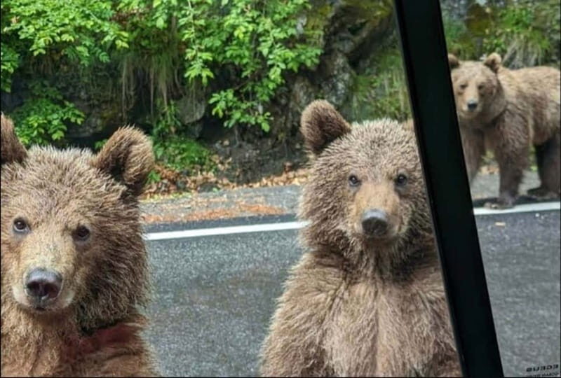 Small group - max 7 pax -Wild Bears Safari on Transfgran - Authentic Experiences and Genuine Value