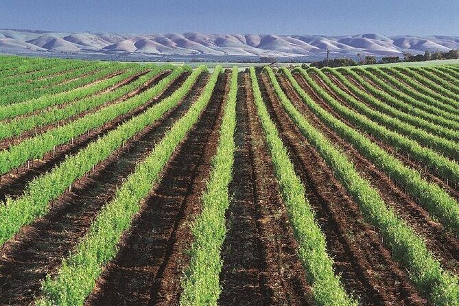 Small Group McLaren Vale and The Cube Experience - Frequently Asked Questions