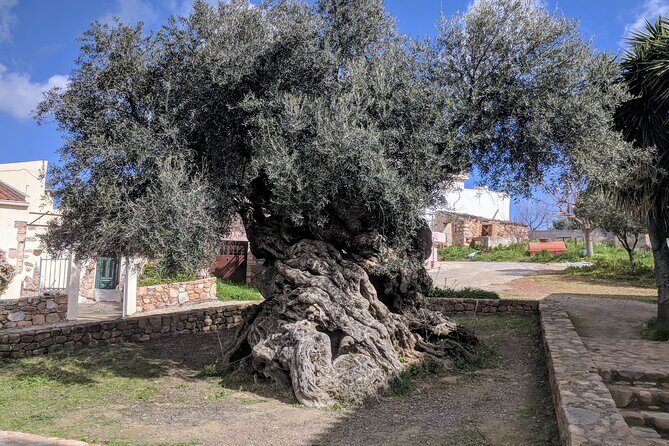 Small Group Olive Oil and Wine Tour with Light Lunch - A Closer Look at the Tour Itinerary