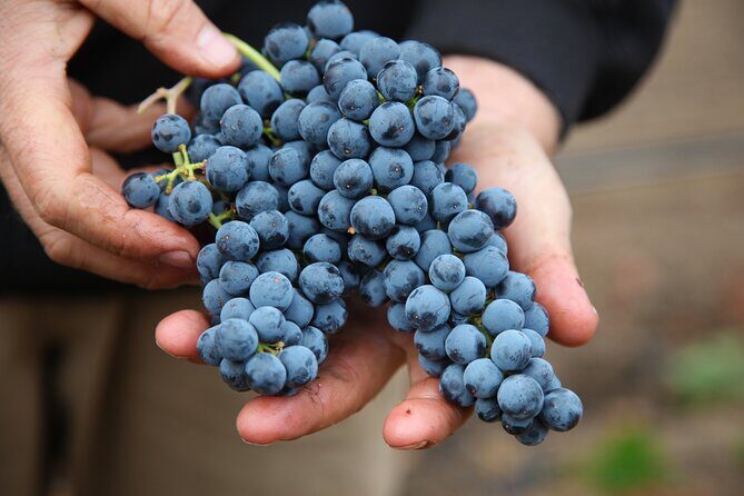 Small Group Olive Oil and Wine Tour with Light Lunch - What It Feels Like to Be on This Tour