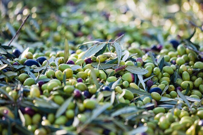 Small Group Olive Oil and Wine Tour with Light Lunch - Who Will Enjoy This Tour?