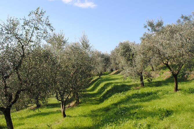 Small Group Olive Oil and Wine Tour with Light Lunch - FAQ