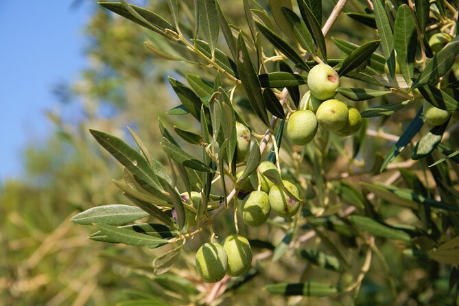 Small-Group Olive Oil Tour in Cres Review - Key Points