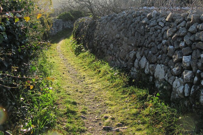 Small-Group Olive Oil Tour in Cres Review - Olive Harvesting and Pressing