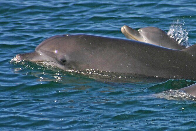 Small Group Port Stephens + Dolphins + 4WD/sandboarding ex Sydney - What the Reviews Say