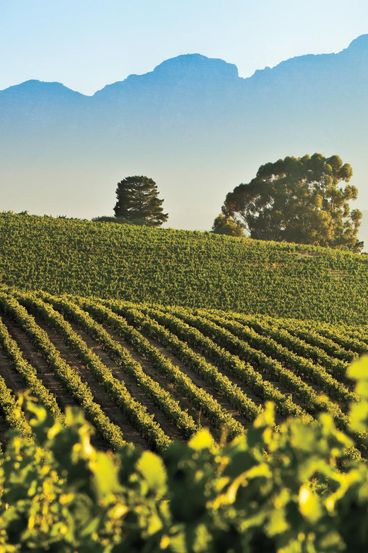 Small Group Private Tour - Cape Winelands (Min. 5 Pax) - Scenic Vineyard Lunch