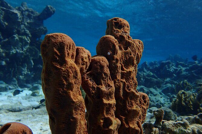 Small-Group Sea Scooters Snorkel at Mangel Halto Beach in Aruba - The Sum Up: Who Is This Tour Perfect For?