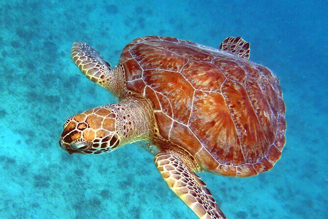 Small Group Sea Turtle Tour (Guaranteed to see turtles) - Key Points