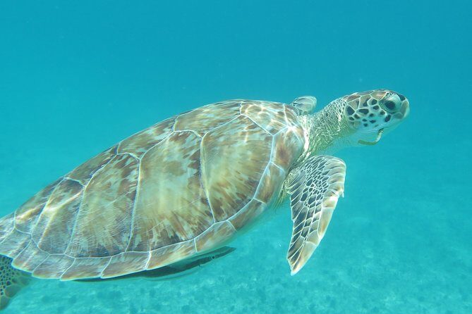 Small Group Sea Turtle Tour (Guaranteed to see turtles) - Authentic Encounters and Marine Life