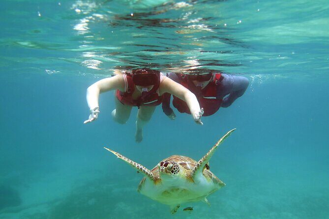 Small Group Sea Turtle Tour (Guaranteed to see turtles) - Practical Details That Make the Difference