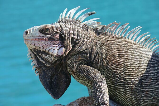 Small Group Sea Turtle Tour (Guaranteed to see turtles) - Summary: Who Should Book?