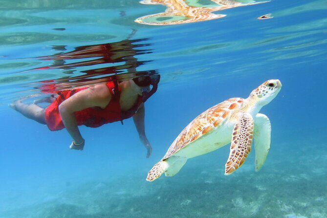 Small Group Sea Turtle Tour (Guaranteed to see turtles) - FAQ