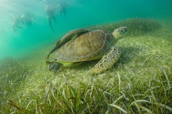 Small Group Semi Private Akumal and Cenote Snorkeling Tour - FAQs