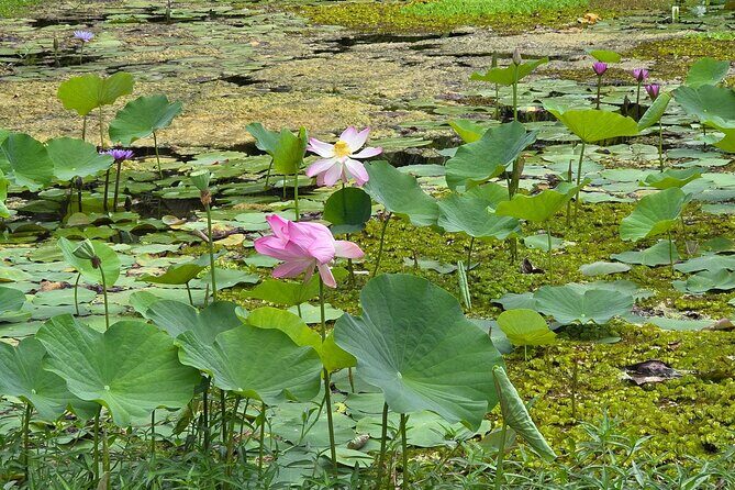 Small Group Shared Tahiti Circle Island Waterfalls and Views - Authenticity and Personal Experience