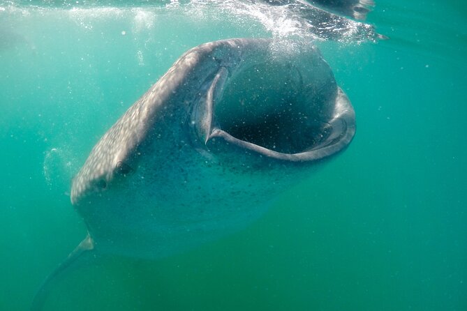 Small Group Snorkeling and Swim With Whale Sharks & Sea Lions in La Paz - Highlights of the Tour