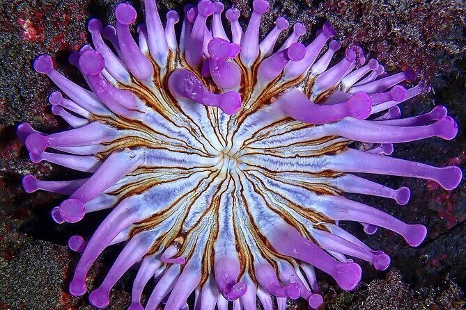 Small Group Snorkeling in Abades Bay with Licensed Guide - The Experience in Detail